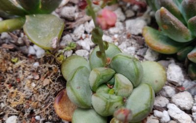 Amethorum