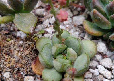Amethorum