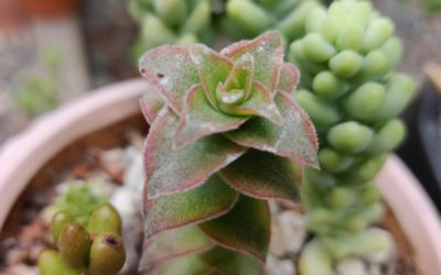 String of Buttons