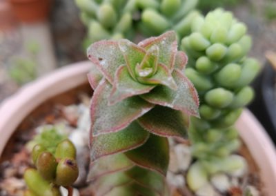 String of Buttons