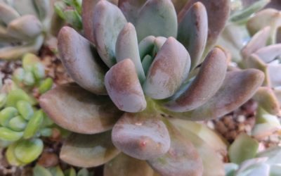 Haagai (Tolimanensis)