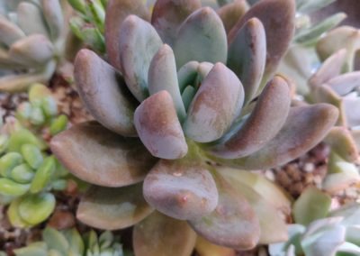 Haagai (Tolimanensis)