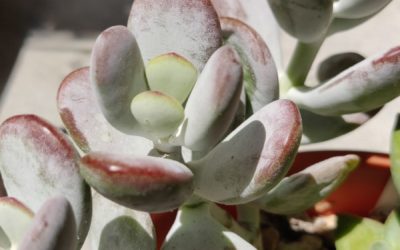 Orbiculata cv.