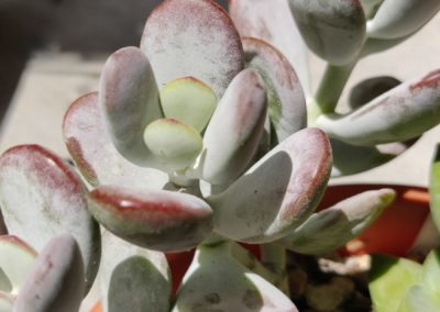 Orbiculata cv.