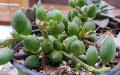 String of Football (Herreianus)