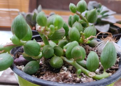 String of Football (Herreianus)