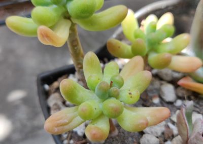 Pink Jelly Beans