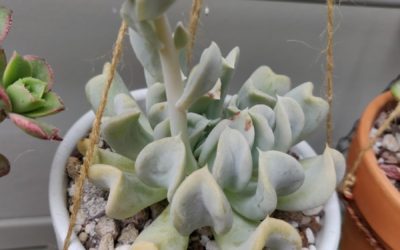 Topsy Turvy