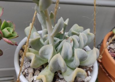 Topsy Turvy
