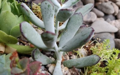 Happy Young Lady (Orbiculata)