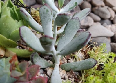 Happy Young Lady (Orbiculata)