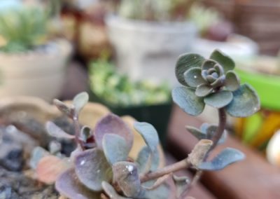 Sunsparkler ‘Blue Elf’