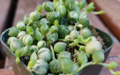 String of Pearl
