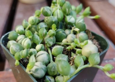 String of Pearl