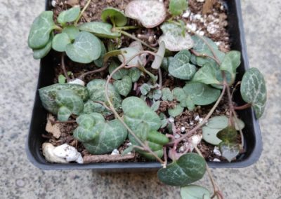 String of Hearts