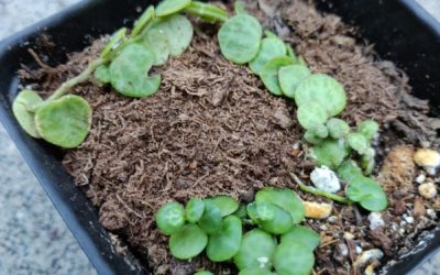 String of Turtles