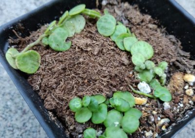 String of Turtles