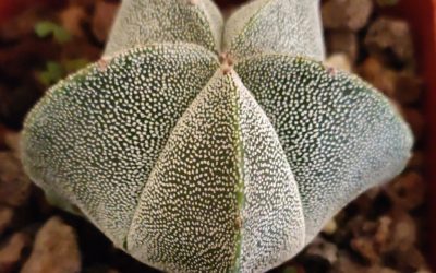 Star Cactus