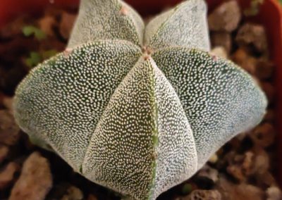 Star Cactus