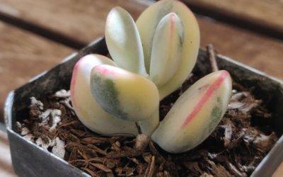 Orbiculata