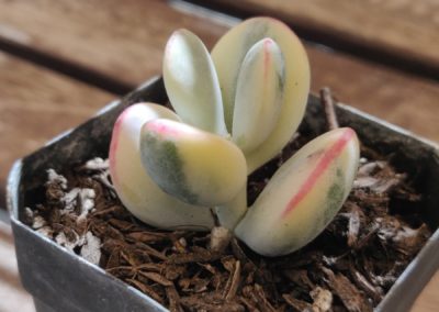 Orbiculata