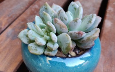 Jeweled Crown (Clavifolia)