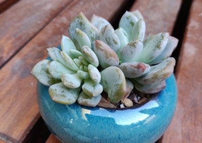 Jeweled Crown (Clavifolia)