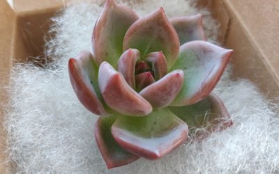 Agavoides Shallot