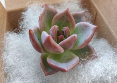 Agavoides Shallot