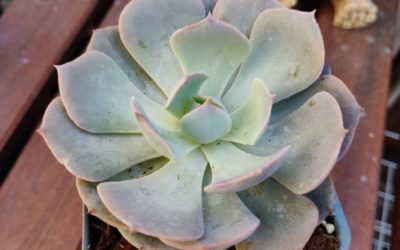 Subsessilis