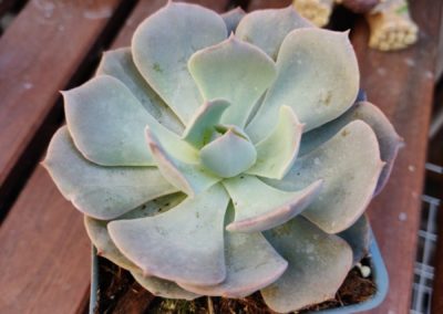 Subsessilis