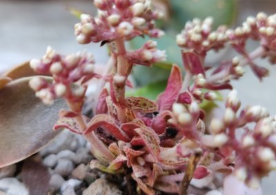 Tiger Jade