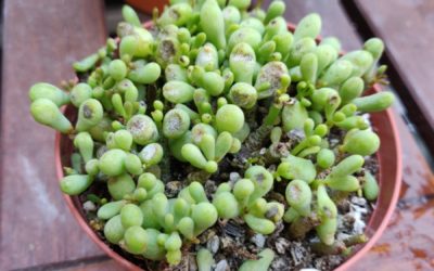 The Fairy Tale Plant (Sinus Alexandri)