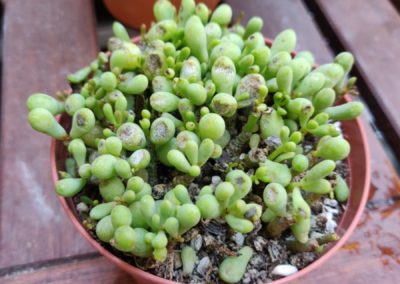 The Fairy Tale Plant (Sinus Alexandri)