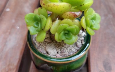 Lily Pad
