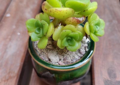 Lily Pad