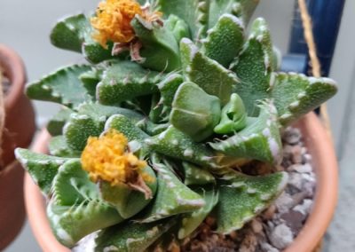 Tiger Jaw